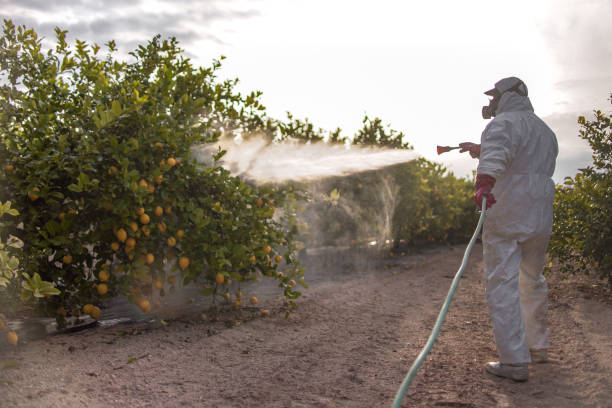 Reliable Ocean Springs, MS Pest Control Solutions